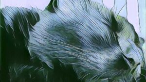 Midnight the cat rests.