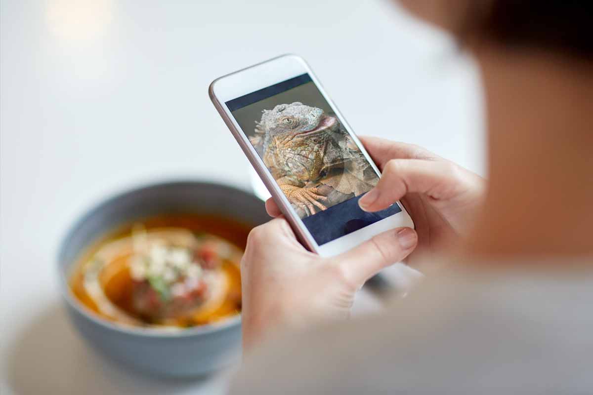 Looking over the shoulder of a person takes a photo of their soup with their smart phone, but a lizard is the screen.