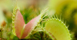 Two Venus Flytraps, carnivorous plants, sit side by side waiting for insects to fly by.
