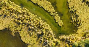 A drone view of an Albertan forest in fall.